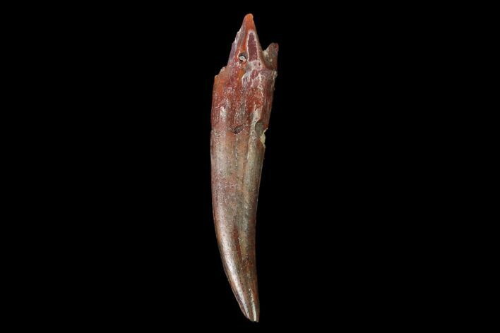 Fossil Fish Fang (Aidachar) - Kem Kem Beds, Morocco #159130